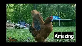 Trail Cam BackYard Chickens June 11 & 12, 2023 #SDSG #freerangechickens #backyardchickens #happy
