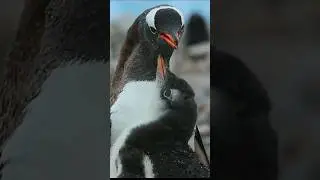 Penguin feeding their babies #shorts #youtubeshorts #trending #viralvideo #shortsfeed