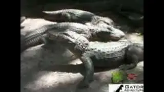 Аллигатор пожирает арбуз