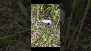 Кукуруза! Смешная озвучка