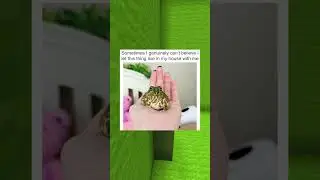 Cute Pet Memes #132