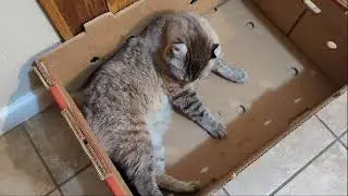 Gadget gets a new box (Highlander cat)