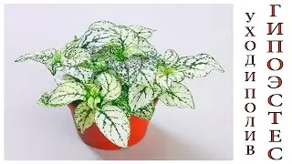 Гипоэстес (Hypoestes) уход и полив