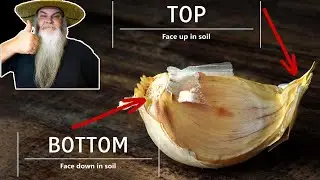 Garlic Planting for Beginners. Easy Step by Step Guide.