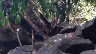 обезьяна в ГОА