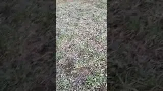 Два Джек рассола играют в мячик.