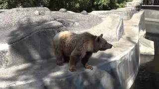 Teddy Bear in ZOO