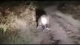 Кабаны ! разборки в стаде !