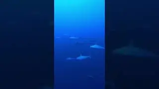 Стая акул.