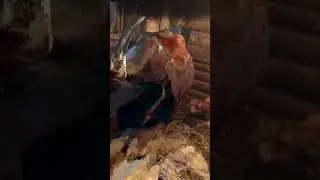 содержание коров