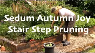 Sedum 