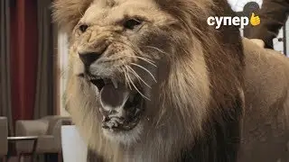 Теперь в отеле главный я!