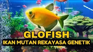 GLOFISH, Ikan Warna-Warni Hasil Rekayasa Genetik