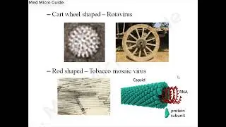 General properties of viruses