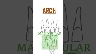 Identification of Mandibular Central Incisor 