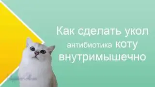 Как сделать УКОЛ КОТУ внутримышечно видео инструкция