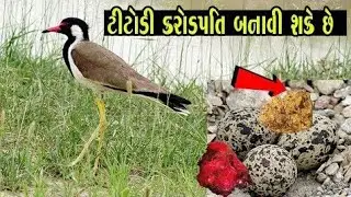 ટીટોડી કરોડપતિ બનાવી શકે છે