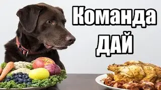 Как научить собаку делиться. Как научить собаку команде дай. Как правильно давать команды собаке.