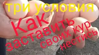 КАК ЗАСТАВИТЬ СВОИХ КУР НЕСТИСЬ?