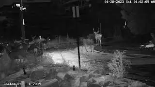 20+ Deer and 3 Bucks