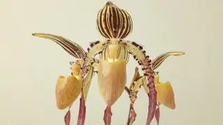 Paphiopedilum Michael Koopowitz (2023)