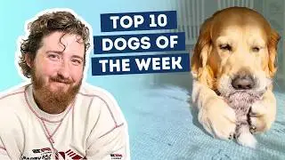 Golden Retriever Makes Biscuits On Every Toy He Owns