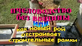 Как новый рой отстраивает строительные рамки  Пчеловодство без вощины