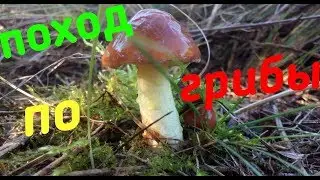 ПОХОД ПО ГРИБЫ/ОЧЕНЬ МНОГО ГРИБОВ!