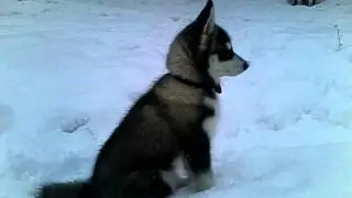 Я хаски. Я подрос, я снежный нос. Меня зовут 
