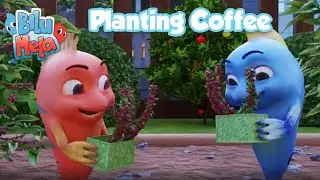 Bilu Mela - Planting Coffee