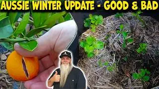 Frosts Came While Sick. Fruit & Vegies Update for Aussie Winter.