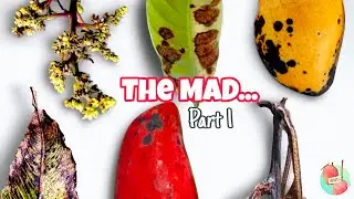 Mango Anthracnose Disease(MAD) - Everything | Introduction, Epidemiology, Host & So on...