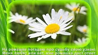 Живая открытка Ромашка