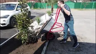 Planting Magnolia Grandiflora (Alta variety) with root heating, zone 6B.