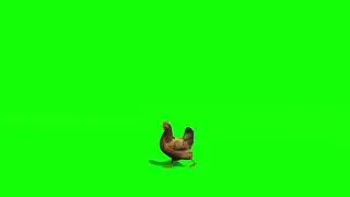 Hen || Green Screen Videos