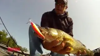How to Target Feeding Walleye | Rapala Fishing Tips