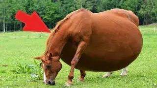 People didn't stop screaming when they saw who this horse gave birth to!