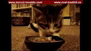 Little Kitten likes his Food