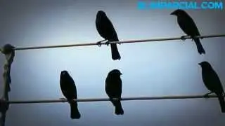 ''Pájaros en el alambre''
