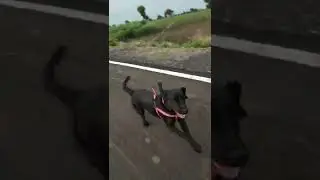 ye mai hi tha Simba the dog.