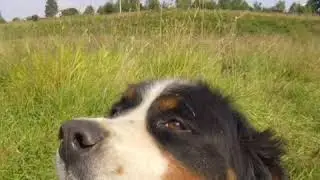 Утренняя прогулка!