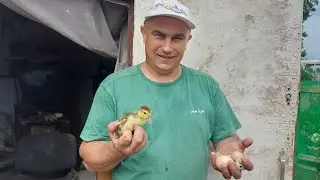 Почему отсадили утёнка? Такая цена нас устраивает.