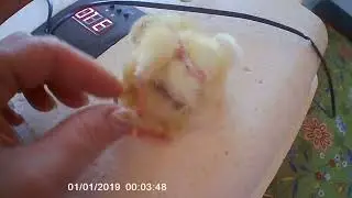 Вылупились цыплята МУТАНТЫ