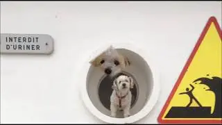 Picolina - ein kleiner Straßenhund aus Gran Canaria