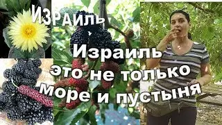 🏠ИЗРАИЛЬ🏠 ПОЧЕМУ ЖИВЁМ КАК В