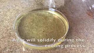 60 Second Protocols How to Make Agar Plates
