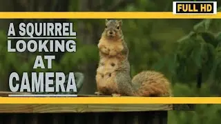 A Squirrel Looking At Camera | Animals Video | Full HD