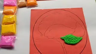 brain model with clay / brain model making