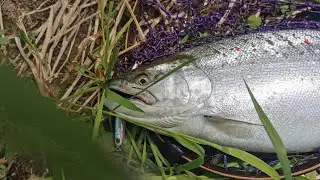 Catching salmon with wobblers, rubber and flies.