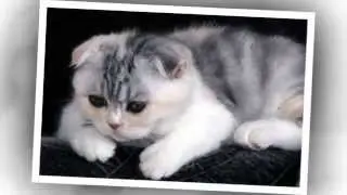 Шотландские вислоухие кошки
